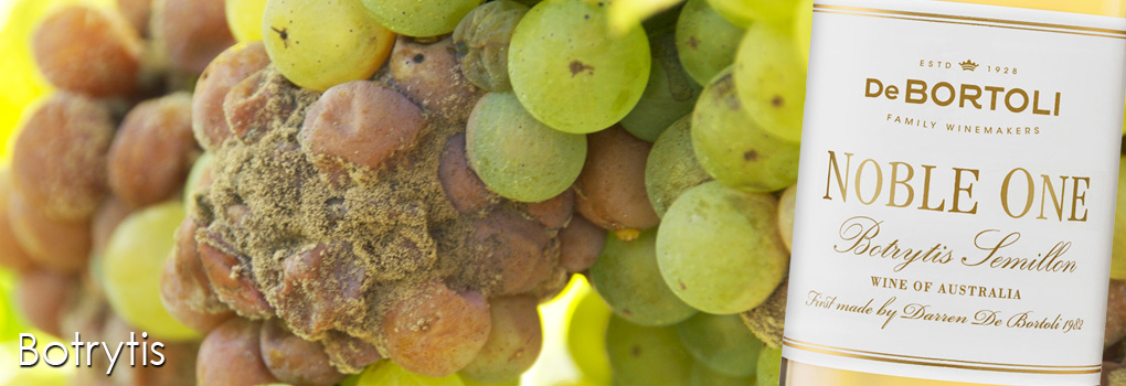 botrytis wine homebrew