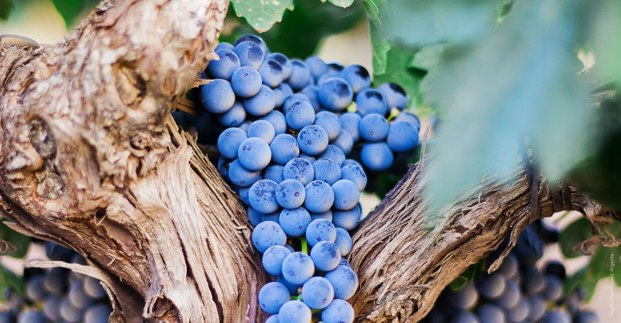 Red Grape Varietals ‘brief insights’ Grape to Glass