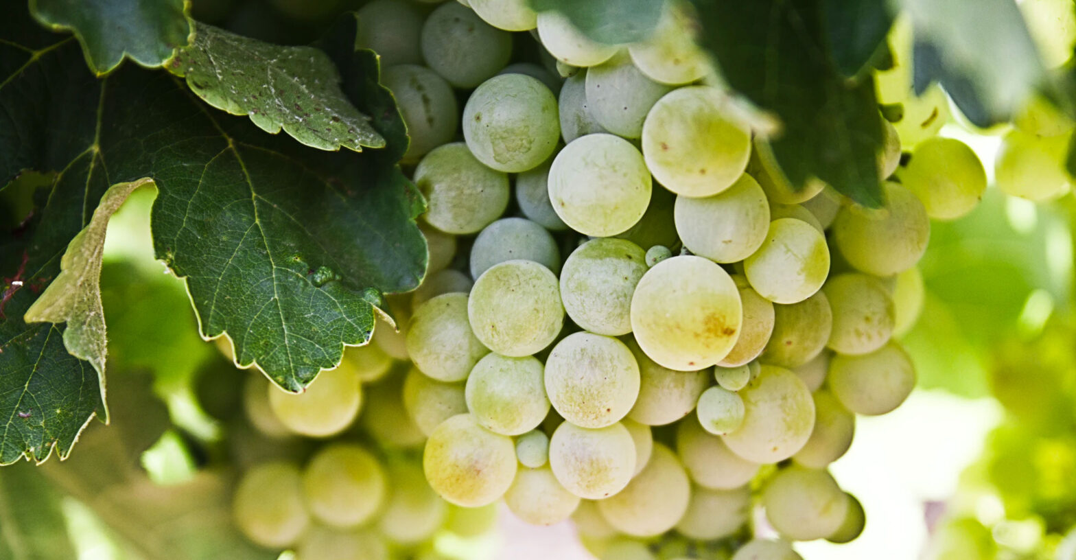 white grape white grape