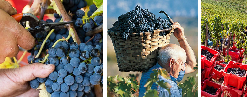 Comfort, hotness, and picking out grapes go hand-in-hand when you're w