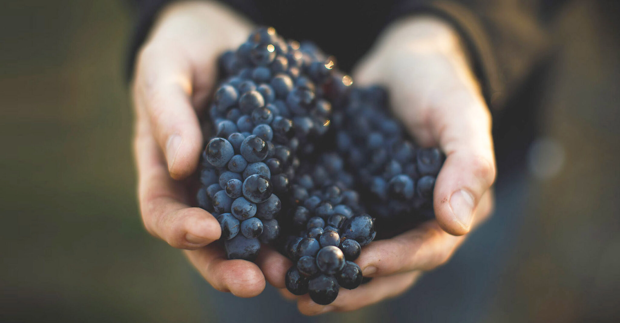 Winemaking Grape to Glass