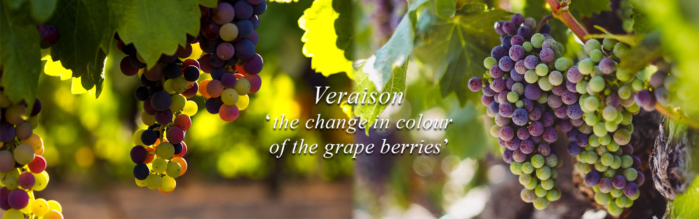 Veraison-image-01