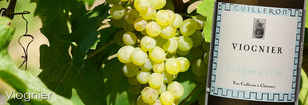 Viognier-Image-01